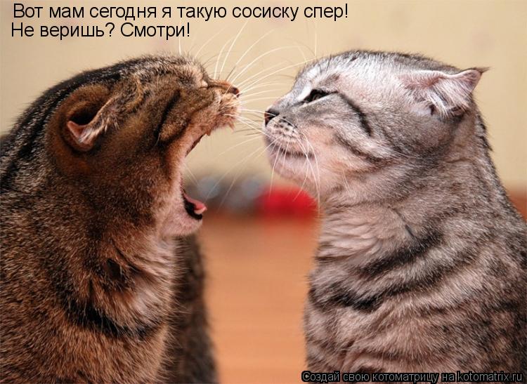 Вот мам сегодня я такую сосиску спер! Не веришь? Смотри!... Котоматрица: Вот мам сегодня я такую сосиску спер! Не веришь? Смотри!