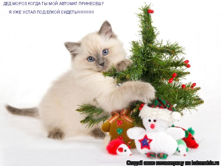 ДЕД МОРОЗ КОГДА ТЫ МОЙ АВТОМАТ ПРИНЕСЕШ? Я УЖЕ УСТАЛ ПОД ЕЛКОЙ СИДЕТЬ!!!!!!!!!!!!!... Котоматрица: ДЕД МОРОЗ КОГДА ТЫ МОЙ АВТОМАТ ПРИНЕСЕШ? Я УЖЕ УСТАЛ ПОД ЕЛКОЙ СИДЕТЬ!!!!!!!!!!!!!