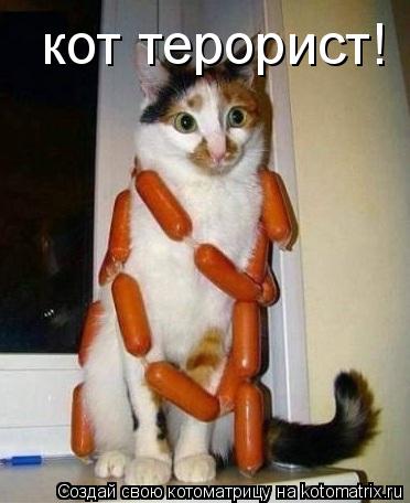кот терорист!... Котоматрица: кот терорист!