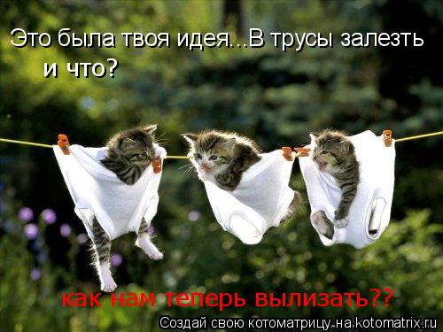 Это была твоя идея...В трусы залезть и что? как нам теперь вылизать??... Котоматрица: Это была твоя идея...В трусы залезть и что? как нам теперь вылизать??