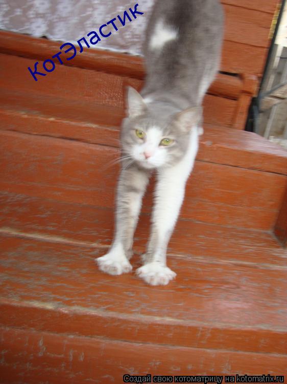 КотЭластик... Котоматрица: КотЭластик