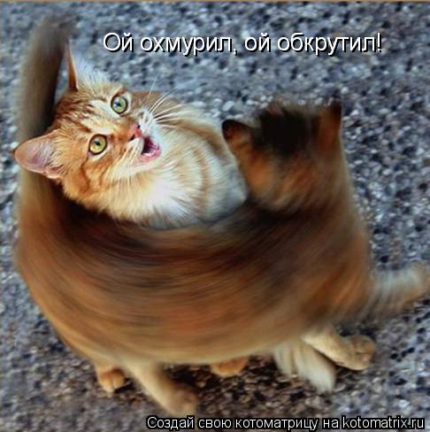 Ой охмурил, ой обкрутил! Ой охмурил, ой обкрутил!... Котоматрица: Ой охмурил, ой обкрутил! Ой охмурил, ой обкрутил!