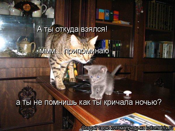 А ты откуда взялся! а ты не помнишь как ты кричала ночью? ммм... припоминаю... Котоматрица: А ты откуда взялся! а ты не помнишь как ты кричала ночью? ммм... припоминаю