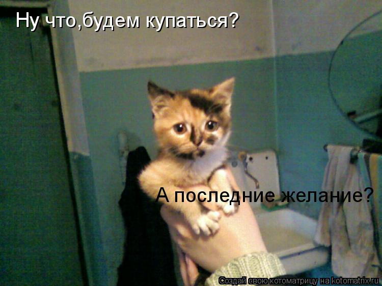 Ну что,будем купаться? А последние желание?... Котоматрица: Ну что,будем купаться? А последние желание?