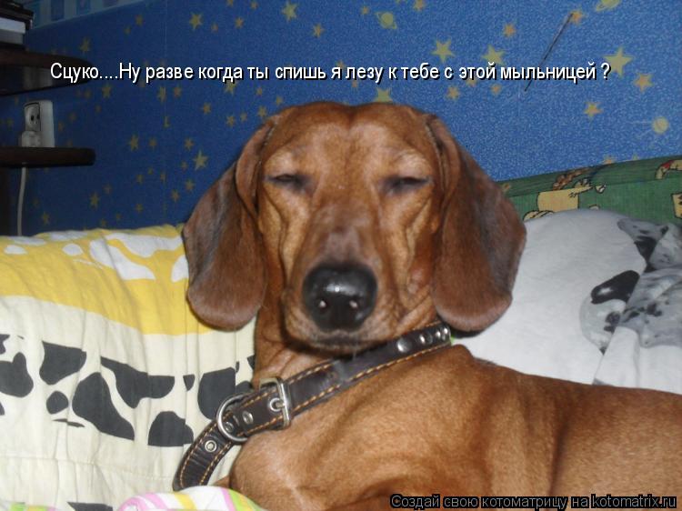 Сцуко....Ну разве когда ты спишь я лезу к тебе с этой мыльницей ?... Котоматрица: Сцуко....Ну разве когда ты спишь я лезу к тебе с этой мыльницей ?