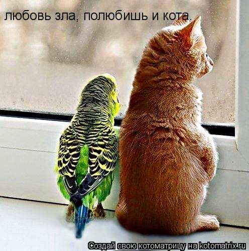 любовь зла, полюбишь и кота.... Котоматрица: любовь зла, полюбишь и кота.