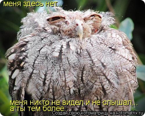 меня здесь нет... меня никто не видел и не слышал... а ты тем более...... Котоматрица: меня здесь нет... меня никто не видел и не слышал... а ты тем более...