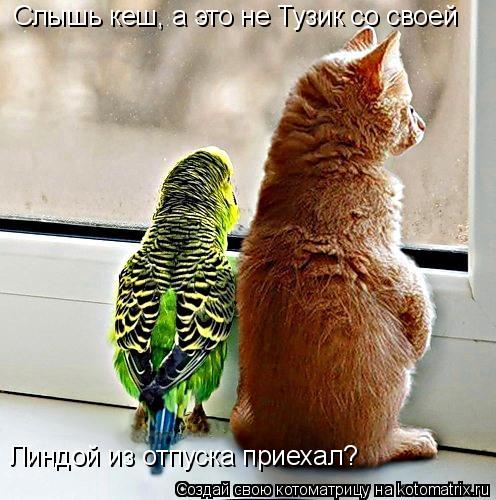 Слышь кеш, а это не Тузик со своей Линдой из отпуска приехал?... Котоматрица: Слышь кеш, а это не Тузик со своей Линдой из отпуска приехал?