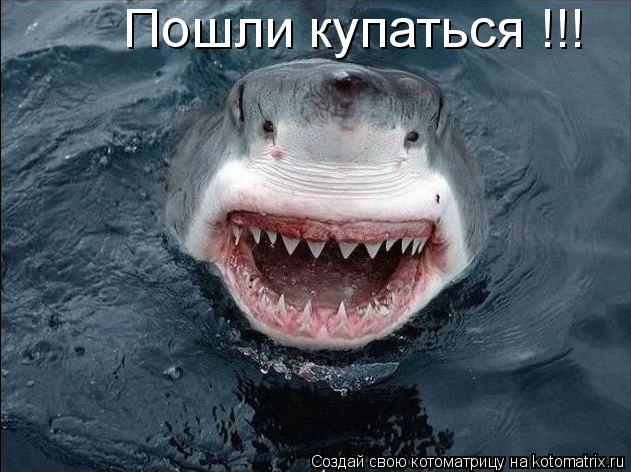 Пошли купаться !!!... Котоматрица: Пошли купаться !!!