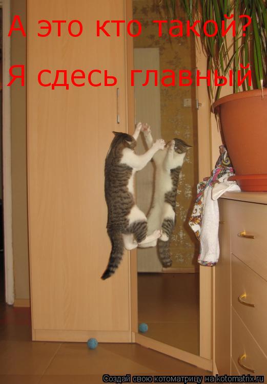Котоматрица: А это кто такой? Я сдесь главный