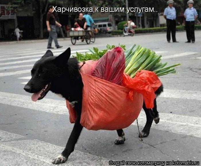 Котоматрица: Харчивозка,к вашим услугам..