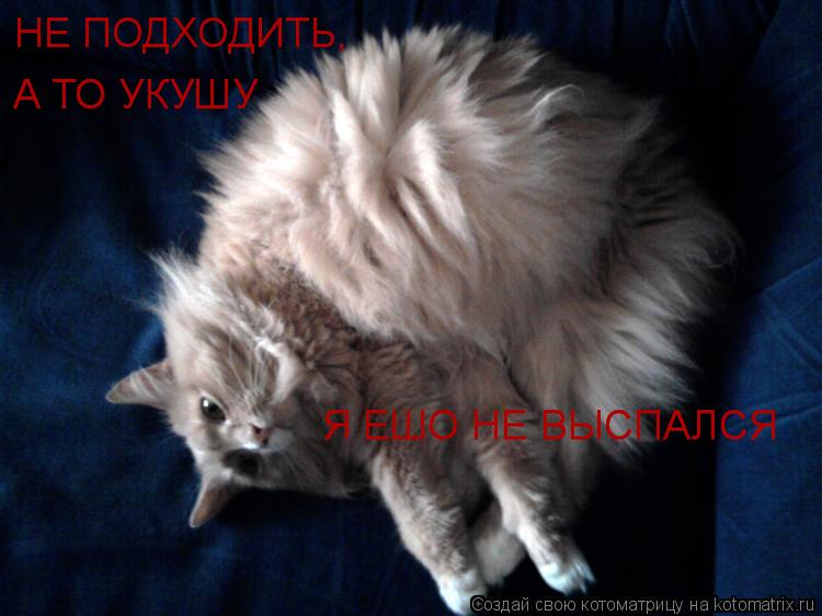 НЕ ПОДХОДИТЬ, А ТО УКУШУ А ТО УКУШУ Я ЕШО НЕ ВЫСПАЛСЯ Я ЕШО НЕ ВЫСПАЛСЯ... Котоматрица: НЕ ПОДХОДИТЬ, А ТО УКУШУ А ТО УКУШУ Я ЕШО НЕ ВЫСПАЛСЯ Я ЕШО НЕ ВЫСПАЛСЯ