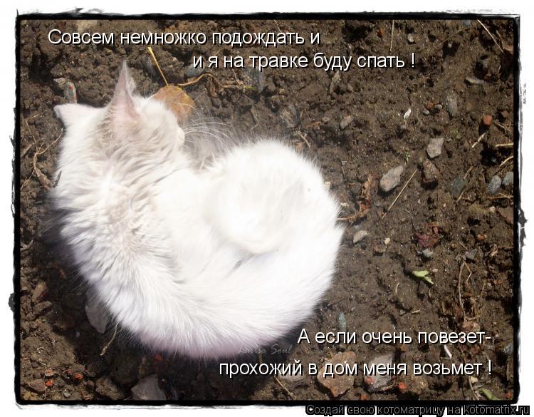 Совсем немножко подождать и и я на травке буду спать ! А если очень повезет- прохожий в дом меня воз... Котоматрица: Совсем немножко подождать и и я на травке буду спать ! А если очень повезет- прохожий в дом меня возьмет !
