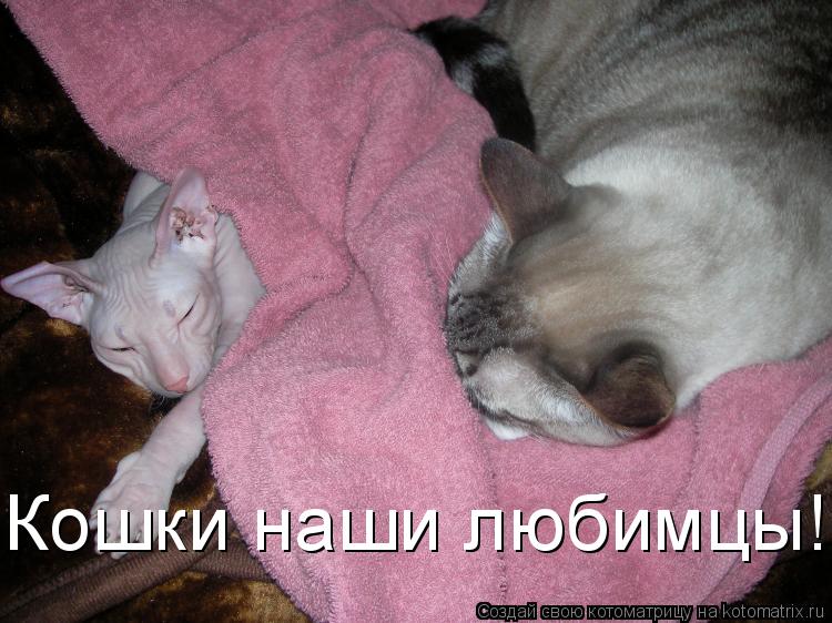 Кошки наши любимцы!... Котоматрица: Кошки наши любимцы!