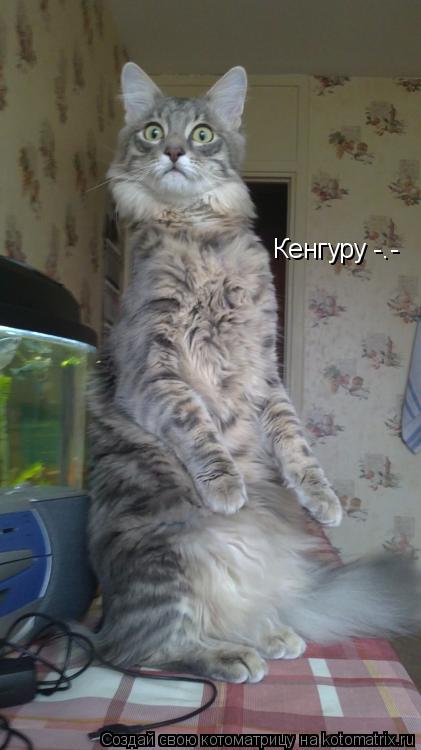 Кенгуру -.-... Котоматрица: Кенгуру -.-