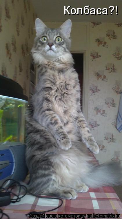 Колбаса?!... Котоматрица: Колбаса?!