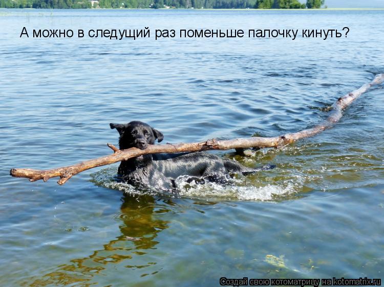 А можно в следущий раз поменьше палочку кинуть?... Котоматрица: А можно в следущий раз поменьше палочку кинуть?