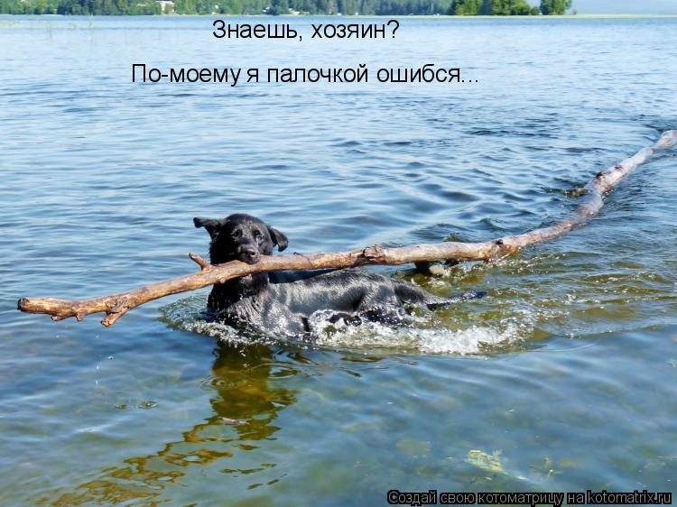 Знаешь, хозяин? По-моему я палочкой ошибся...... Котоматрица: Знаешь, хозяин? По-моему я палочкой ошибся...