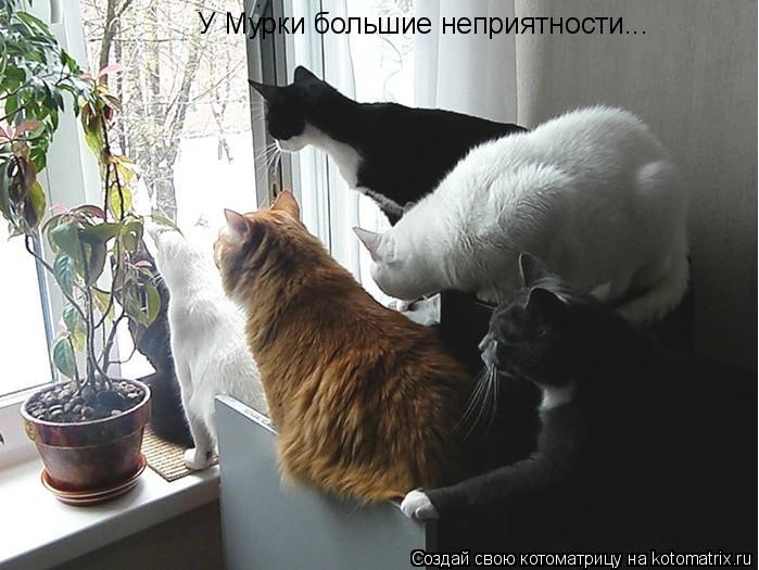 У Мурки большие неприятности...... Котоматрица: У Мурки большие неприятности...