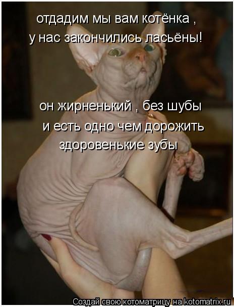 отдадим мы вам котёнка , у нас закончились ласьёны! он жирненький , без шубы и есть одно чем дорожить... Котоматрица: отдадим мы вам котёнка , у нас закончились ласьёны! он жирненький , без шубы и есть одно чем дорожить здоровенькие зубы
