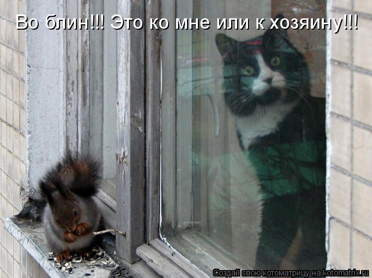 Во блин!!! Это ко мне или к хозяину!!!... Котоматрица: Во блин!!! Это ко мне или к хозяину!!!