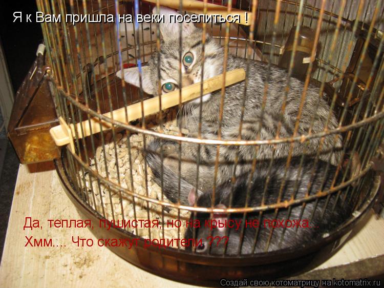 Я к Вам пришла на веки поселиться ! Да, теплая, пушистая, но на крысу не похожа... Хмм.... Что скажу... Котоматрица: Я к Вам пришла на веки поселиться ! Да, теплая, пушистая, но на крысу не похожа... Хмм.... Что скажут родители ???