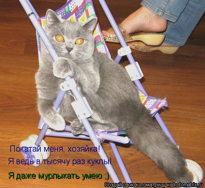 Покатай меня, хозяйка! Я ведь в тысячу раз куклы! Я даже мурлыкать умею ;)... Котоматрица: Покатай меня, хозяйка! Я ведь в тысячу раз куклы! Я даже мурлыкать умею ;)