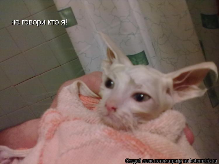 не говори кто я!... Котоматрица: не говори кто я!
