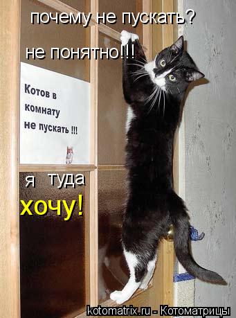 почему не пускать? не понятно!!! я туда хочу!... Котоматрица: почему не пускать? не понятно!!! я туда хочу!