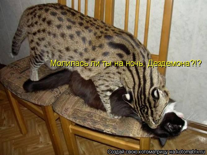 Молилась ли ты на ночь, Дездемона?!?... Котоматрица: Молилась ли ты на ночь, Дездемона?!?