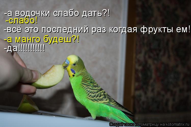-всё это последний раз когдая фрукты ем! -а манго будеш?! -слабо! -а водочки слабо дать?! -да!!!!!!!!... Котоматрица: -всё это последний раз когдая фрукты ем! -а манго будеш?! -слабо! -а водочки слабо дать?! -да!!!!!!!!!!!