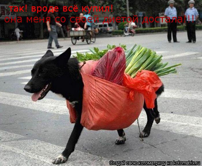 Котоматрица: так! вроде всё купил!  она меня со своей диетой достала!!!