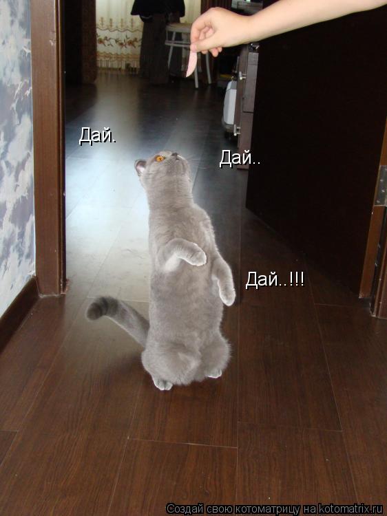 Котоматрица: Дай. Дай.. Дай..!!!