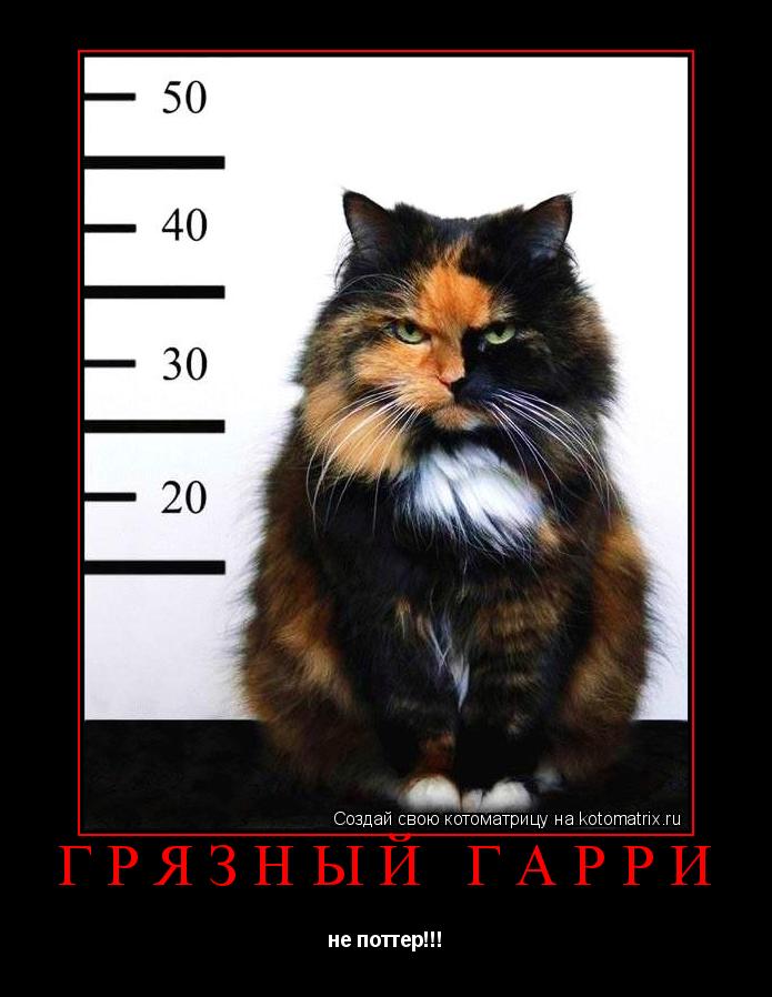 ГРЯЗНЫЙ ГАРРИ не поттер!!!... Котоматрица: ГРЯЗНЫЙ ГАРРИ не поттер!!!