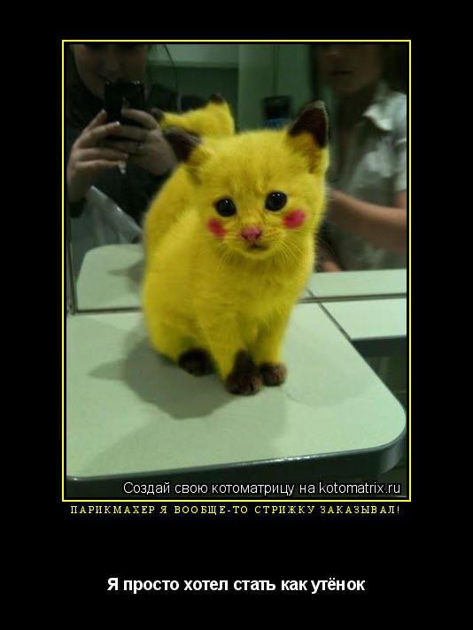 Котоматрица: Парикмахер я вообще-то стрижку заказывал! Я просто хотел стать как утёнок