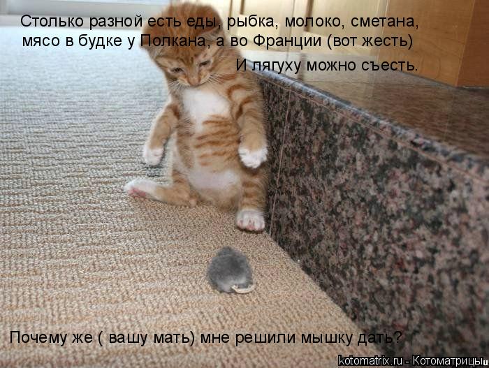 Столько разной есть еды, рыбка, молоко, сметана, мясо в будке у Полкана, а во Франции (вот жесть) Поч... Котоматрица: Столько разной есть еды, рыбка, молоко, сметана, мясо в будке у Полкана, а во Франции (вот жесть) Почему же ( вашу мать) мне решили мышку дать? И