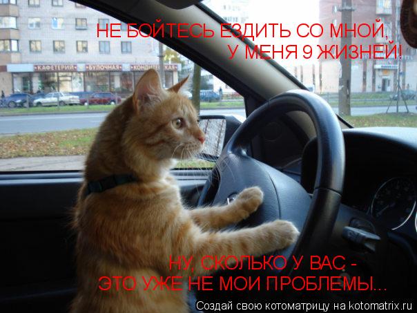 НЕ БОЙТЕСЬ ЕЗДИТЬ СО МНОЙ, У МЕНЯ 9 ЖИЗНЕЙ! НУ, СКОЛЬКО У ВАС - ЭТО УЖЕ НЕ МОИ ПРОБЛЕМЫ...... Котоматрица: НЕ БОЙТЕСЬ ЕЗДИТЬ СО МНОЙ, У МЕНЯ 9 ЖИЗНЕЙ! НУ, СКОЛЬКО У ВАС - ЭТО УЖЕ НЕ МОИ ПРОБЛЕМЫ...