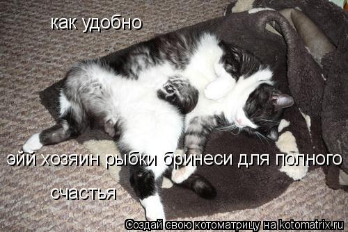 как удобно эйй хозяин рыбки бринеси для полного счастья... Котоматрица: как удобно эйй хозяин рыбки бринеси для полного счастья