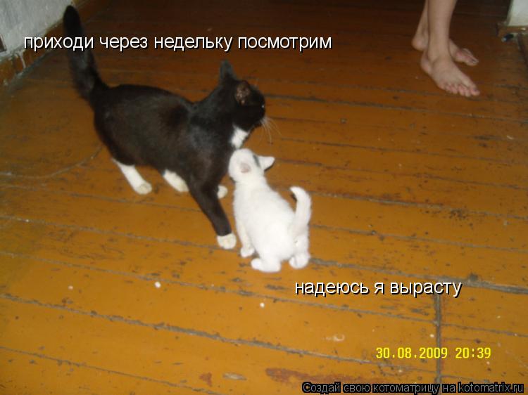 надеюсь я вырасту приходи через недельку посмотрим... Котоматрица: надеюсь я вырасту приходи через недельку посмотрим