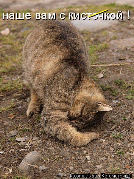 наше вам с кисточкой ! ___... Котоматрица: наше вам с кисточкой ! ___