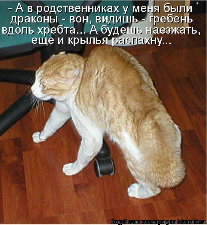 - А в родственниках у меня были драконы - вон, видишь - гребень вдоль хребта... А будешь наезжать, е... Котоматрица: - А в родственниках у меня были драконы - вон, видишь - гребень вдоль хребта... А будешь наезжать, еще и крылья распахну...