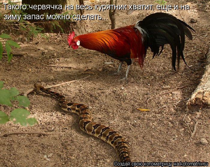 Такого червячка на весь курятник хватит, еще и на зиму запас можно сделать...... Котоматрица: Такого червячка на весь курятник хватит, еще и на зиму запас можно сделать...