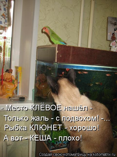 Рыбка КЛЮНЕТ - хорошо! А вот - КЕША - плохо! Только жаль - с подвохом! -... - Место КЛЕВОЕ нашёл - ..... Котоматрица: Рыбка КЛЮНЕТ - хорошо! А вот - КЕША - плохо! Только жаль - с подвохом! -... - Место КЛЕВОЕ нашёл - ..
