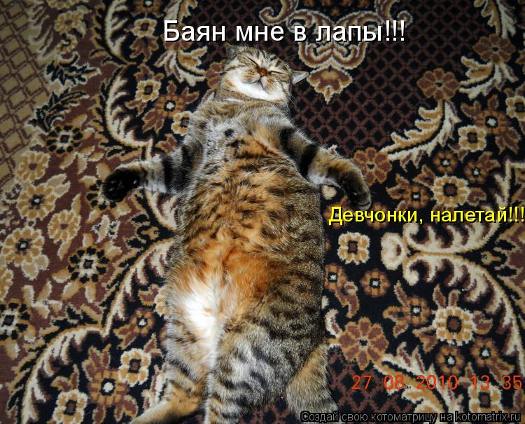 Котоматрица: Баян мне в лапы!!! Девчонки, налетай!!!