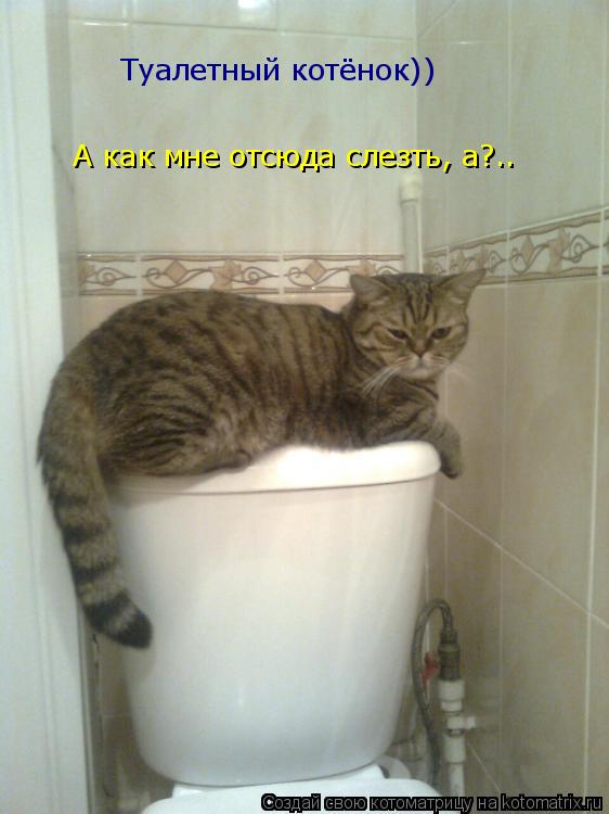 Котоматрица: Туалетный котёнок))  А как мне отсюда слезть, а?..