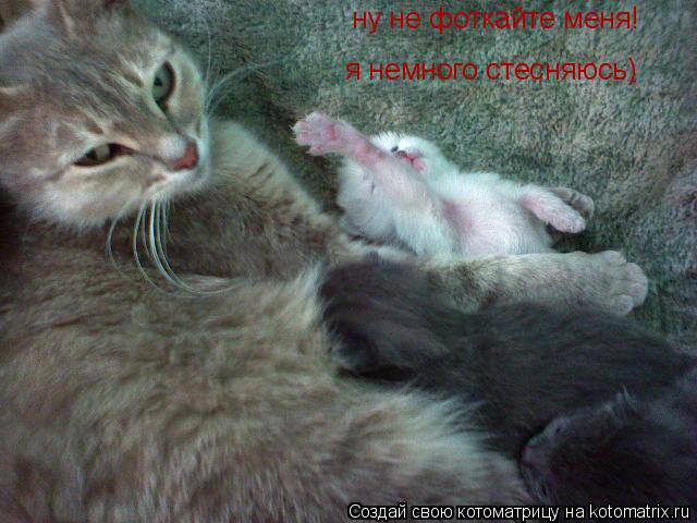 Котоматрица: ну не фоткайте меня! я немного стесняюсь)