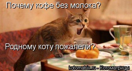 Почему кофе без молока? Родному коту пожалели?... Котоматрица: Почему кофе без молока? Родному коту пожалели?
