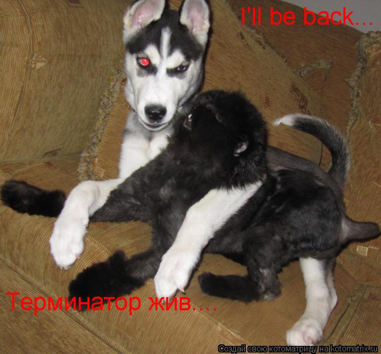 Котоматрица: Терминатор жив.... I'll be back...