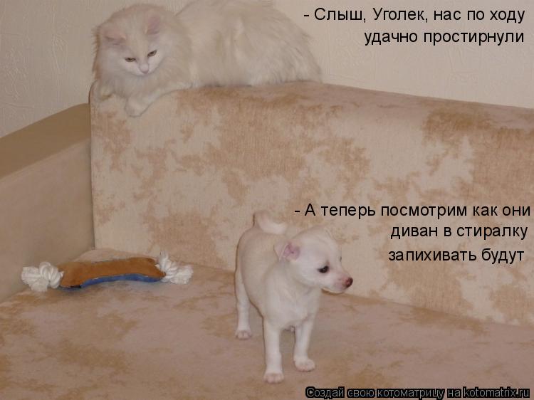 - Слыш, Уголек, нас по ходу удачно простирнули - А теперь посмотрим как они диван в стиралку запихив... Котоматрица: - Слыш, Уголек, нас по ходу удачно простирнули - А теперь посмотрим как они диван в стиралку запихивать будут