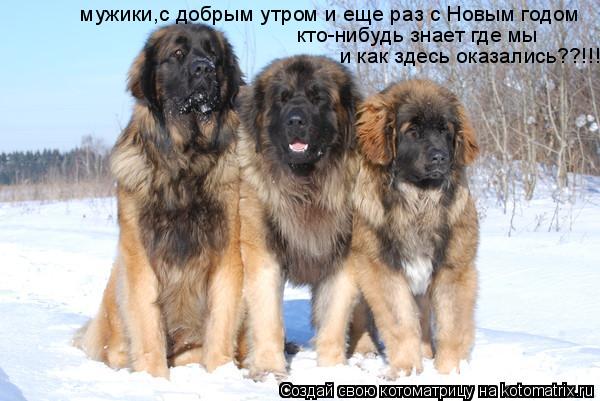 мужики,с добрым утром и еще раз с Новым годом кто-нибудь знает где мы и как здесь оказались??!!!... Котоматрица: мужики,с добрым утром и еще раз с Новым годом кто-нибудь знает где мы и как здесь оказались??!!!